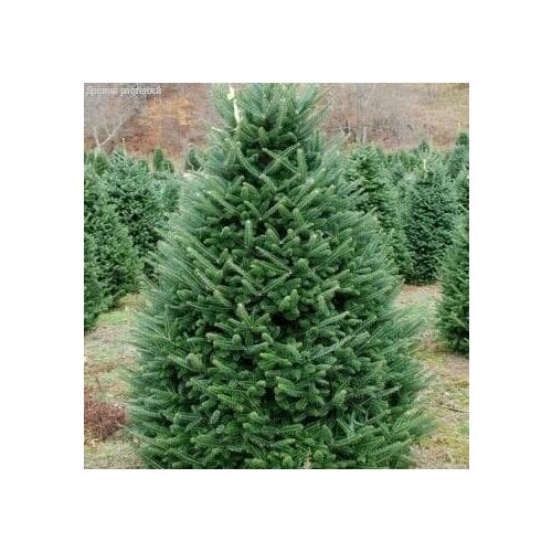 ������ ������ ����� ������� (1 �������) ����