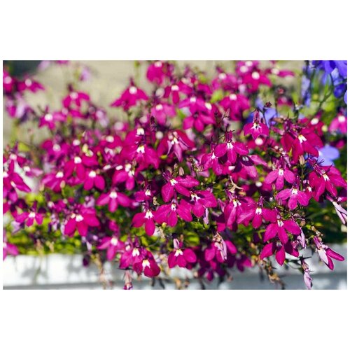 ������ ������ ������� ���������, ����-������� ��������������� ����������, �������� ���������� ���������� �������, 1200 ����� ����