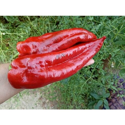 ������ ������ ������������� ������ ����� ������� ����� ����