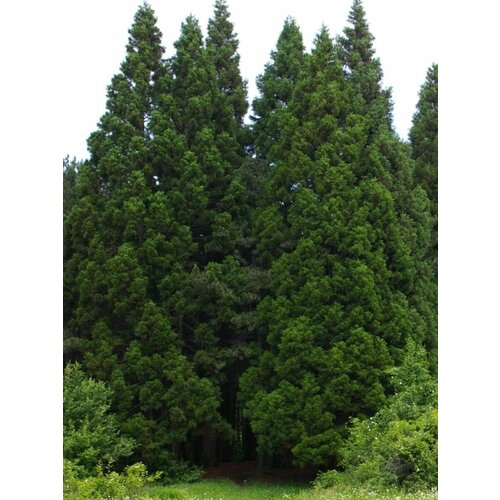 ������ ������ ������ �������������� ���������� (Sequoiadendron giganteum), 15 ���� ����