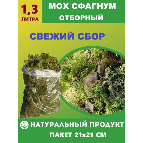 ������ ������ ��� ������� ������, �������� 1,3 ����� ��� �������, ������, �������� ����