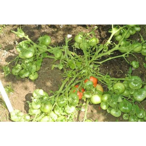 ������ ������ ������������� ������ ������ ����������� ������ � ���������� ����������� ����