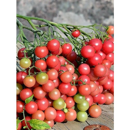 ������ ������ ������������� ������ ������ ������� ����� ����������� ����