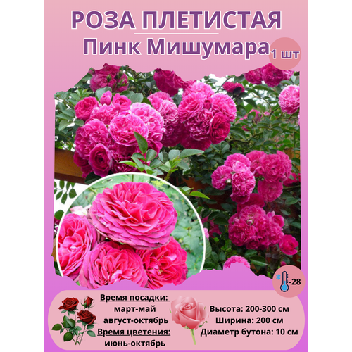 ������ ������ ���� ��������� ���� ��������, ����������� ����� ����