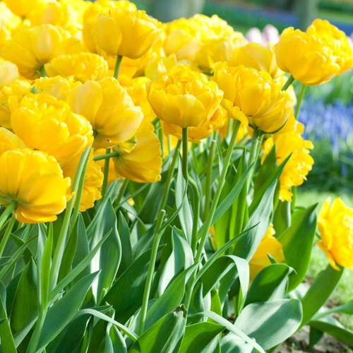 ������ ������ �������� �������� YELLOW POMPONETTE ( 5 �� ) ����