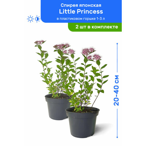     Little Princess ( ) 20-40     1-3 , ,   ,   2  