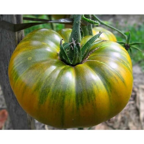 ������ ������ ������������� ������ ����� ����������� �������� ����