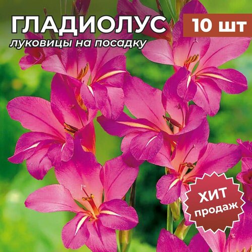 ������ ������ �������� ���������� �� ������� ������������ 10 �� ����