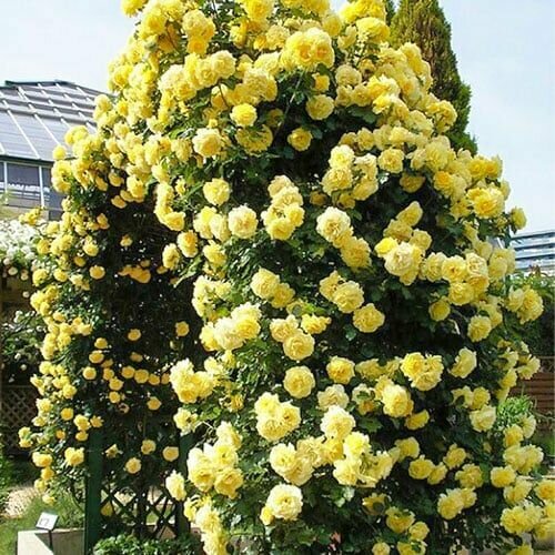 ������ ������ ���� ��������� ������ ����� 2�� ����