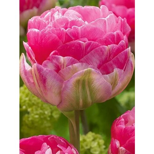 ������ ������ �������� ������� �������� - 10 ��. ����