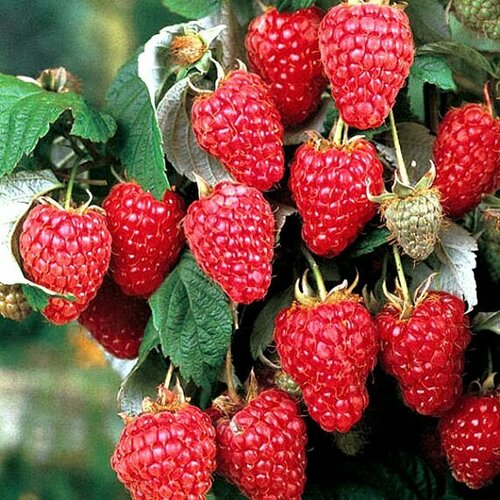 ������ ������ ������ ������������� ����� ������ 2 �� ����