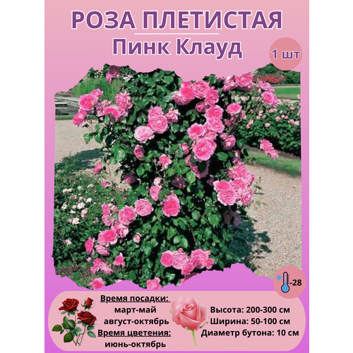 ������ ������ ���� ��������� ���� �����, ����������� ����� ����