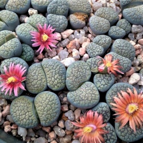 ������ ������ ������ ������ ��������� Lithops verruculosa mix 10 ��. ����