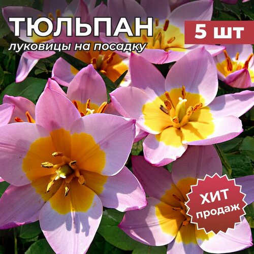 ������ ������ �������� �������� �� ������� 