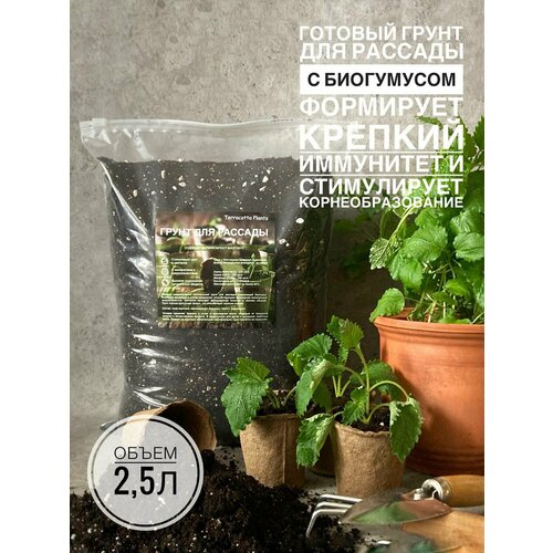 ������ ������ ����� ��� ������� 2,5 ������ � ���������� ������������� Terracotta Plants �������� ������ ����