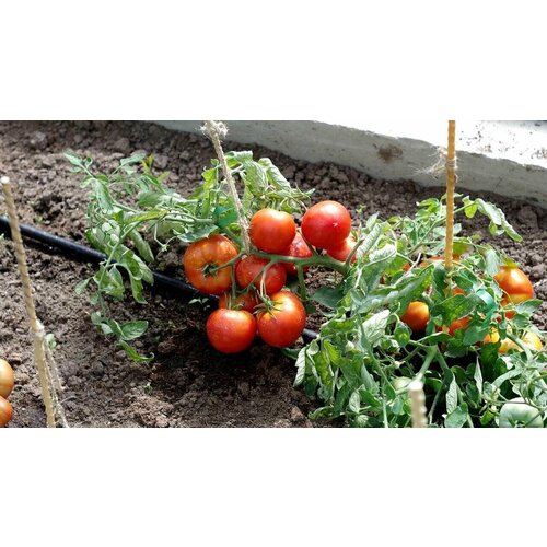 ������ ������ ������ ������� 