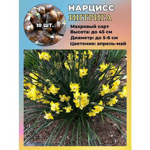 ������ ������ ������� ��������, ����������� ���������� �����, 10 ��. ����