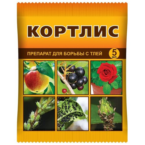 ������ ������ ���� ��������� �������� ��� ������ � ���� �������, 5 �� ����