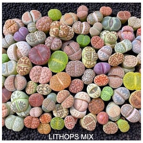 ������ ������ ������� MIX ����� ��� ����������� ����