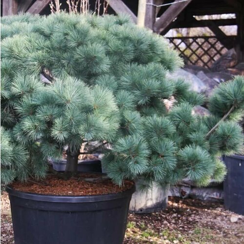 ������ ������ ����� ��������� (Szkolka roslin A.M (������)), 1 ������� � ������ 15-20 �� ����