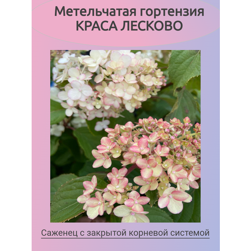 ������ ������ ����������� ��������� ����� ������� (������� ���) ����