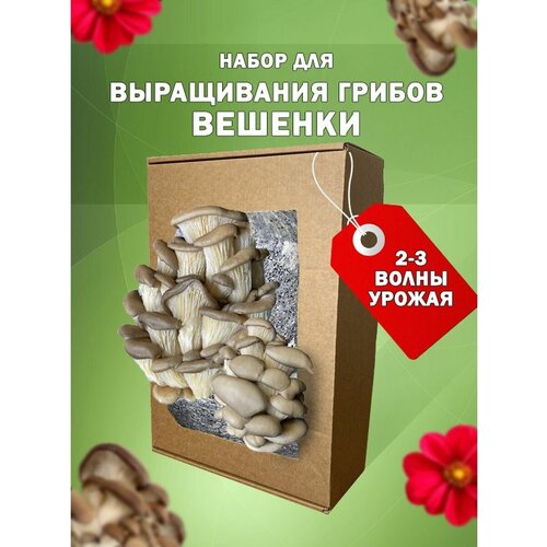 ������ ������ �������� ������� ����� ��� ����������� ���� ����