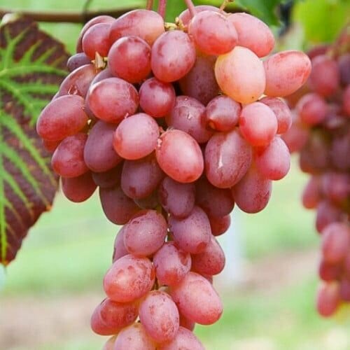 ������ ������ �������� ������ ������ (2 ��) ����