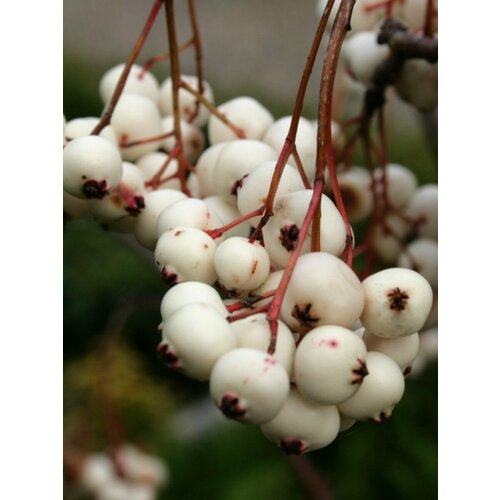    ʸ (Sorbus koehneana), 10    -     , -,   