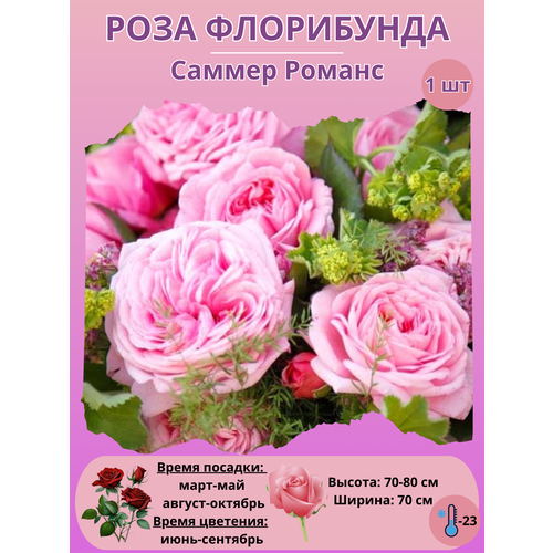 ������ ������ ���� ���������� ������ ������, ����������� ����� ��� ���� ����