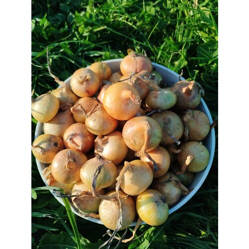 ������ ������ ��� �������� ������ /��������1�� ����