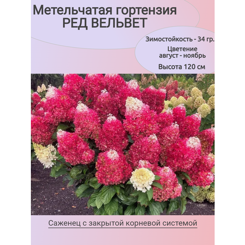 ������ ������ ����������� ��������� ��� ������� (������� ���) ����