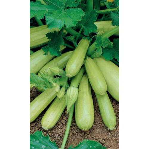 ������ ������ ������ ������� ����������� - ������ (��) �/� ����