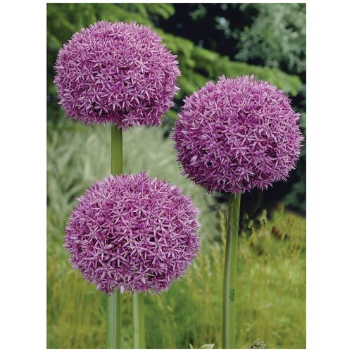 ������ ������ ������ ��� ������ ���������� (Allium giganteum), 15 ���� ����