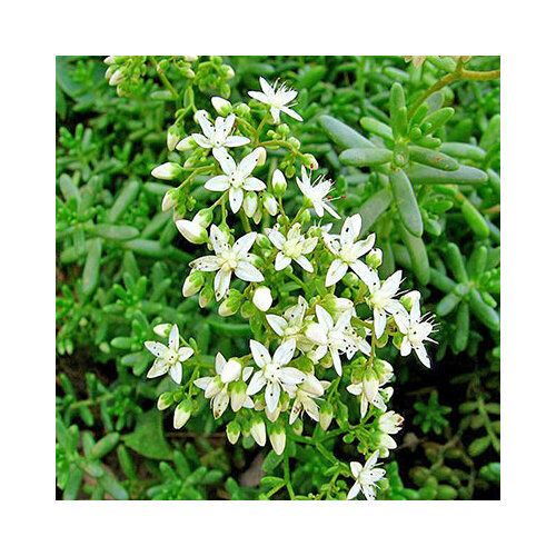 ������ ������ ������ ������ ����� ����� ��� (0,01 ��.) ����