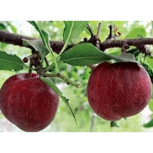 ������ ������ ������� �������� ����� ���� ����