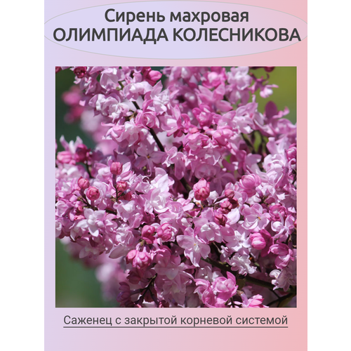 ������ ������ ������ �������� ��������� ����������� (�������) ����