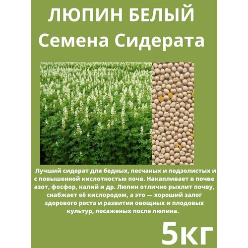 ������ ������ ������ �������� ����� ����� 5 �� ����