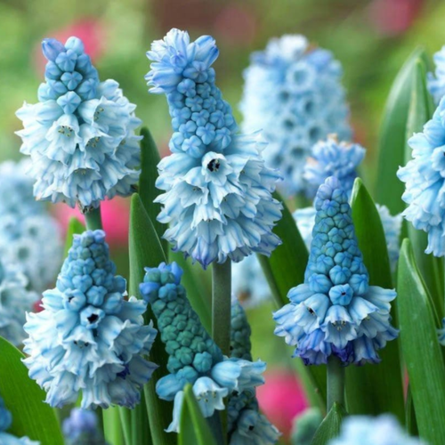 ������ ������ �������� ������, botanica garden, ������� �������, ( 10 ���� ) ����