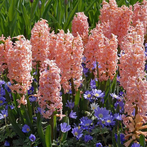 ������ ������ ������� GIPSY QUEEN (4 ��������) ����