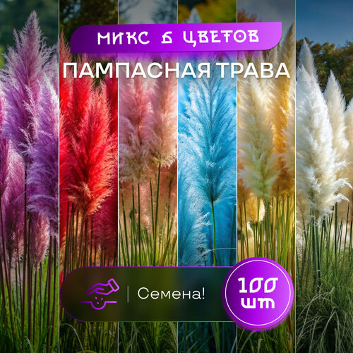 ������ ������ ������ ��������� ����� SVN seeds 