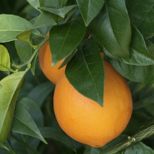     - Citrus sinensis Washington navel (   40-70 ) / ,   ,  /  , ,      -     , -,   