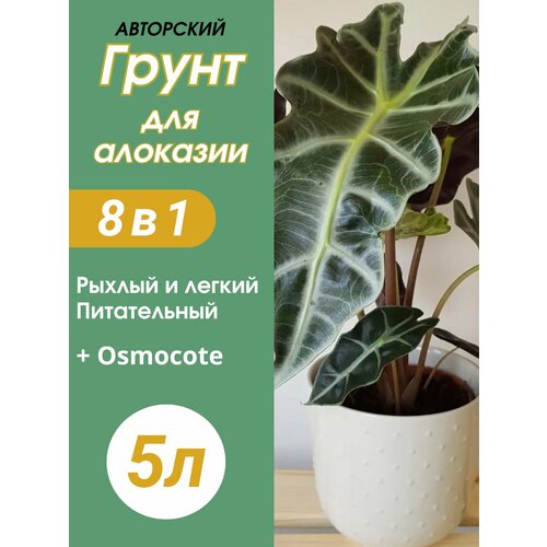 ������ ������ ����� ��� �������� 5� ����