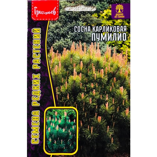 ������ ������ ������ ����� ���������� 