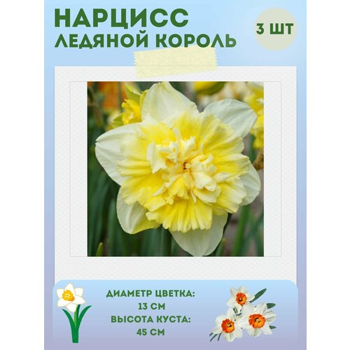 ������ ������ ������� ������� ������, ����������� �����, �������� 3 �� ����