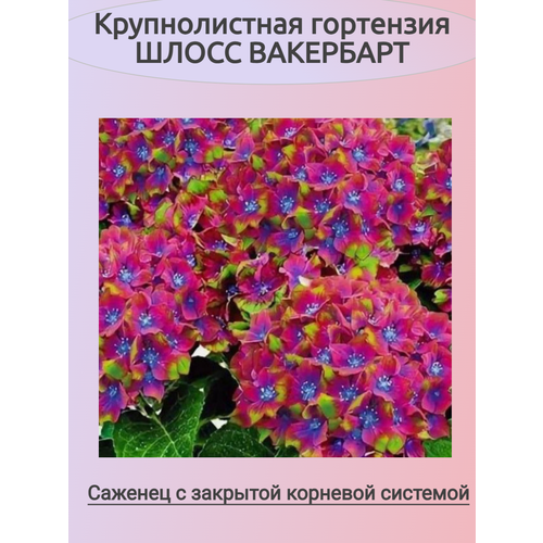 ������ ������ ������������� ��������� ����� ��������� (�������) ����