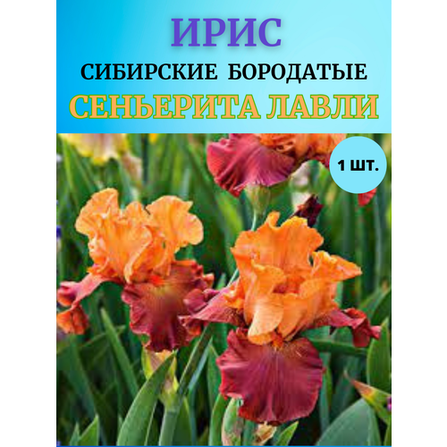 ������ ������ ���� �������� ��������� �����, ����������� ����� ����