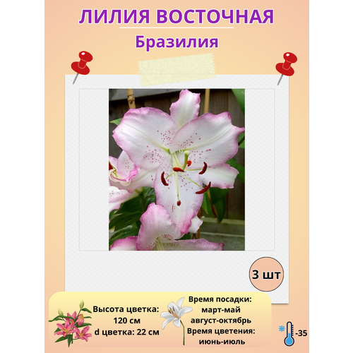 ������ ������ ����� ��������� ��������, ����������� ����� ����