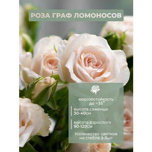 ������ ������ ������� ���� ���� �������� ����