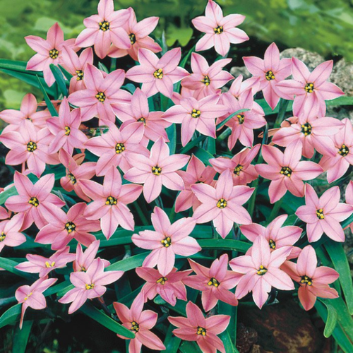 ������ ������ �������� ������, �hipollino flowers, ������ CHARLOTTE BISHOP (10 �������) ����