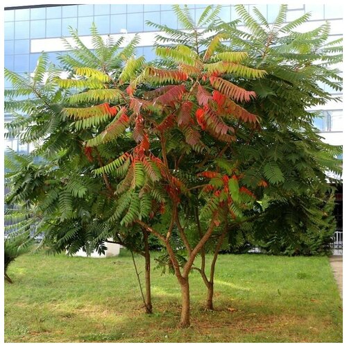 ������ ������ ������ ������ ����� ���������� 35 ��. ����